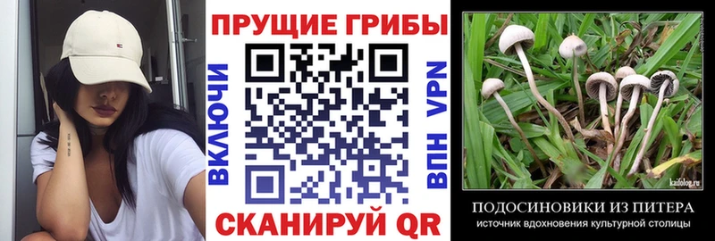 Купить где  Бежецк  Псилоцибиновые грибы мицелий 